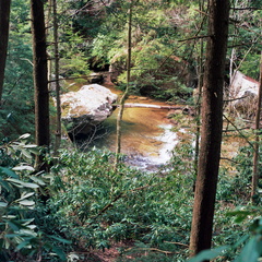 Swift Camp Creek from Trail