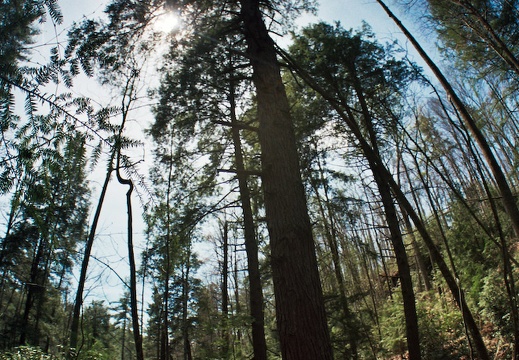 View into Spring Canopy