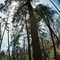 View into Spring Canopy