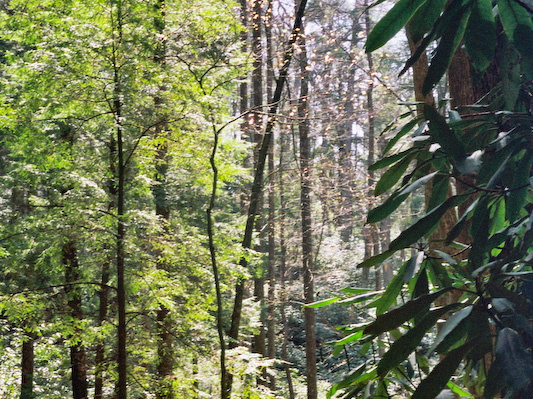 View through early canopy