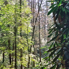 View through early canopy