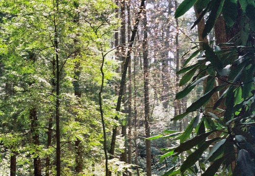 View through early canopy