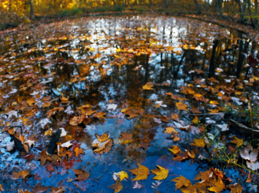 Pond