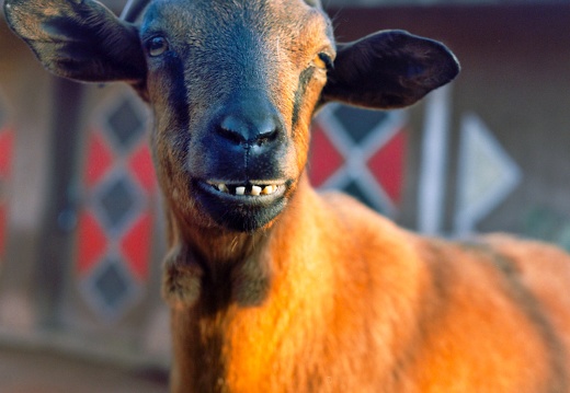 Teeth