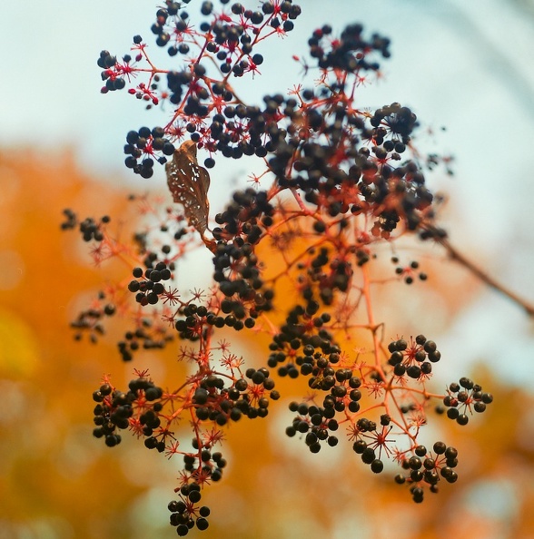 Elderberry