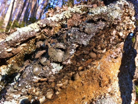 Conglomerate