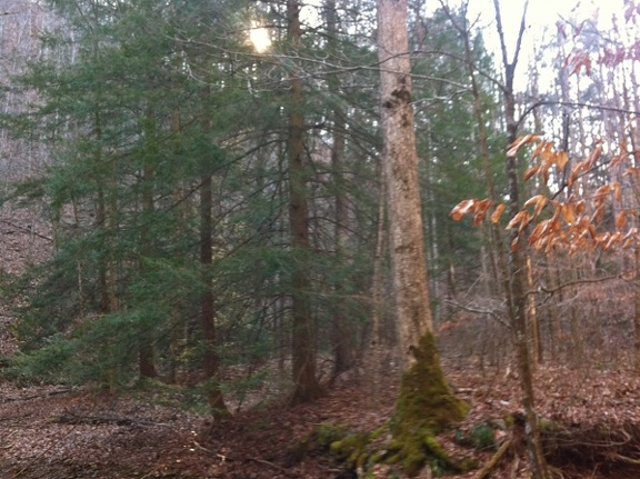 Hemlock