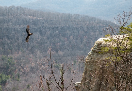 Buzzard below me