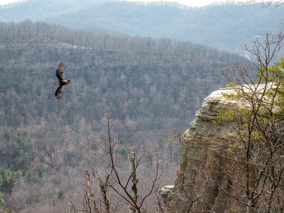 Buzzard below me