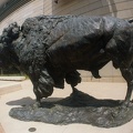 Bison
