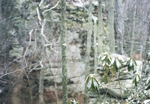 Snow Showers on Auxier Ridge