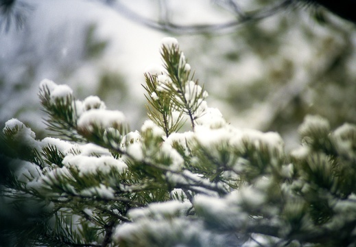 Snow Showers on Auxier Ridge