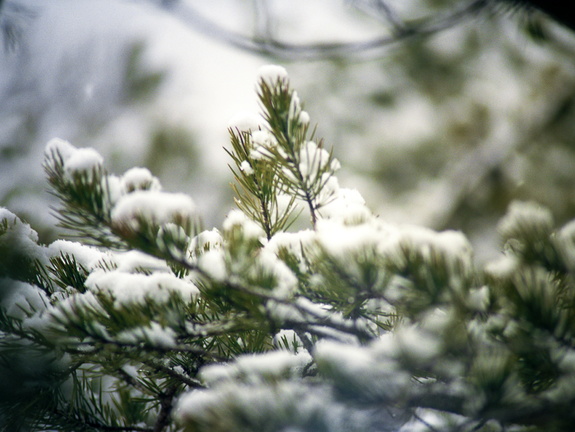 Snow Showers on Auxier Ridge