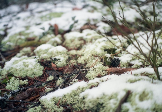 Snow Showers on Auxier Ridge