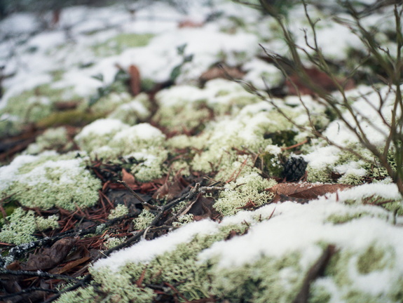 Snow Showers on Auxier Ridge