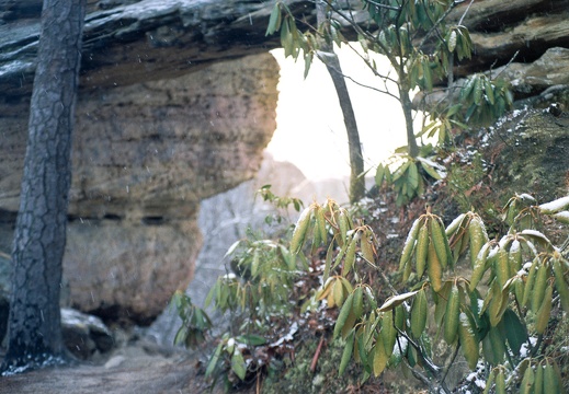 Snow Showers on Auxier Ridge