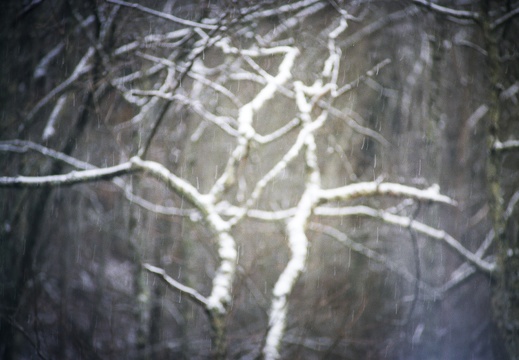 Snow Showers on Auxier Ridge