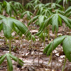 Mayapple