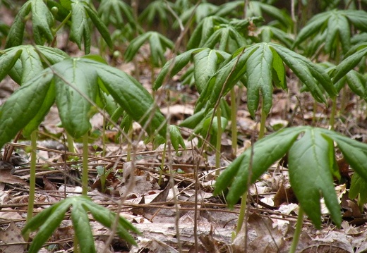 Mayapple