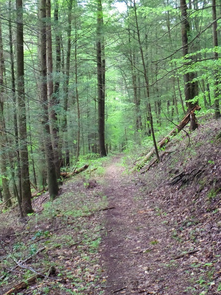Trail