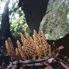 Swift Camp Creek