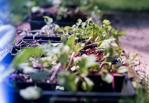 Beets and stuff