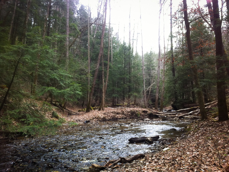 The Rough Trail