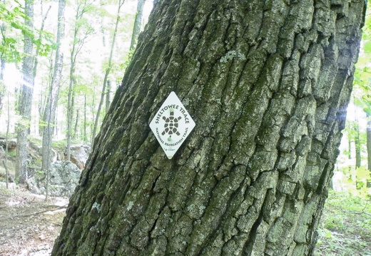 Sheltowee Trace & Furnace Arch