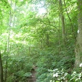 Woodland Trail