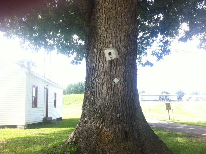 Sheltowee Trace