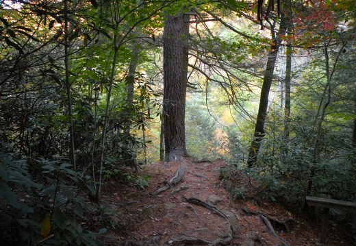 Rough Trail