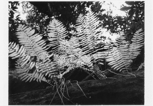 Rough Trail, Sunset, Ferns