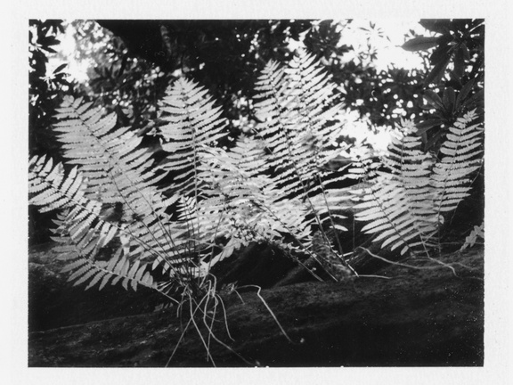 Rough Trail, Sunset, Ferns