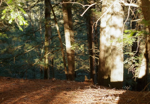 Rock Bridge Recreation Area