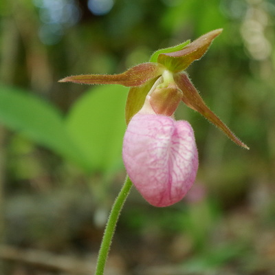 Rough Trail in Spring with Moccasin Flowers