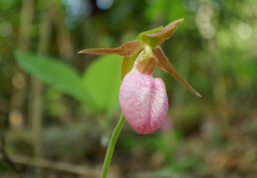 Rough Trail in Spring with Moccasin Flowers