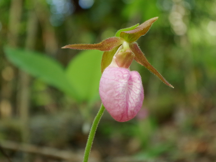 Moccasin Flower