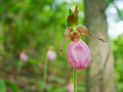 Moccasin Flower