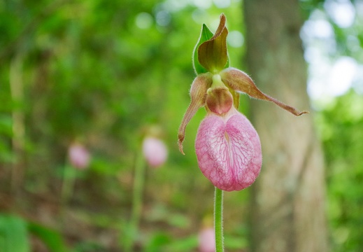 Moccasin Flower