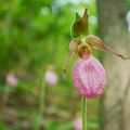 Moccasin Flower