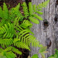 Fern and Pine