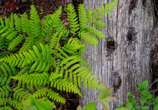 Fern and Pine