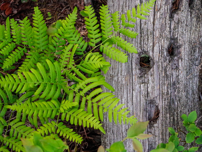 Fern and Pine