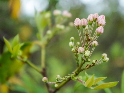 Mountain Laurel