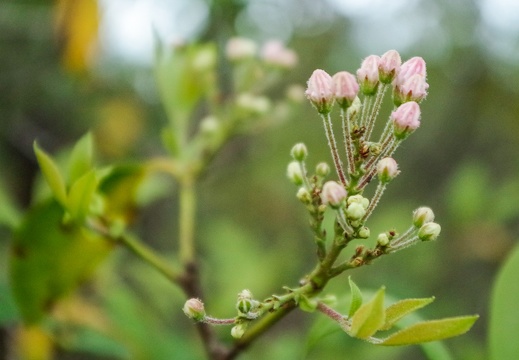 Mountain Laurel