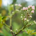 Mountain Laurel