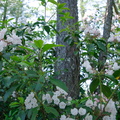 Mountain laurel, whitish