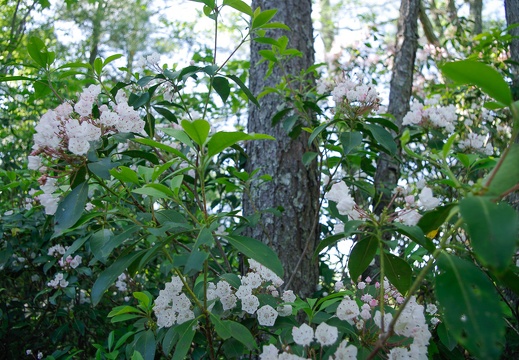 Mountain laurel, whitish