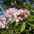 Mountain laurel, pinkish