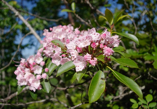 Mountain laurel, pinkish